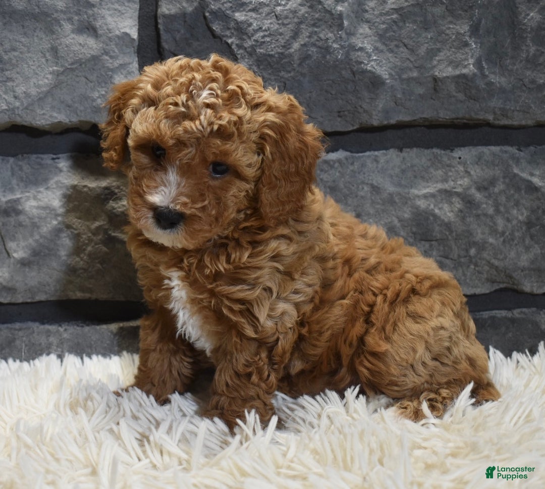 Toy Poodle dogs for sale: Carmel  - Ad 3