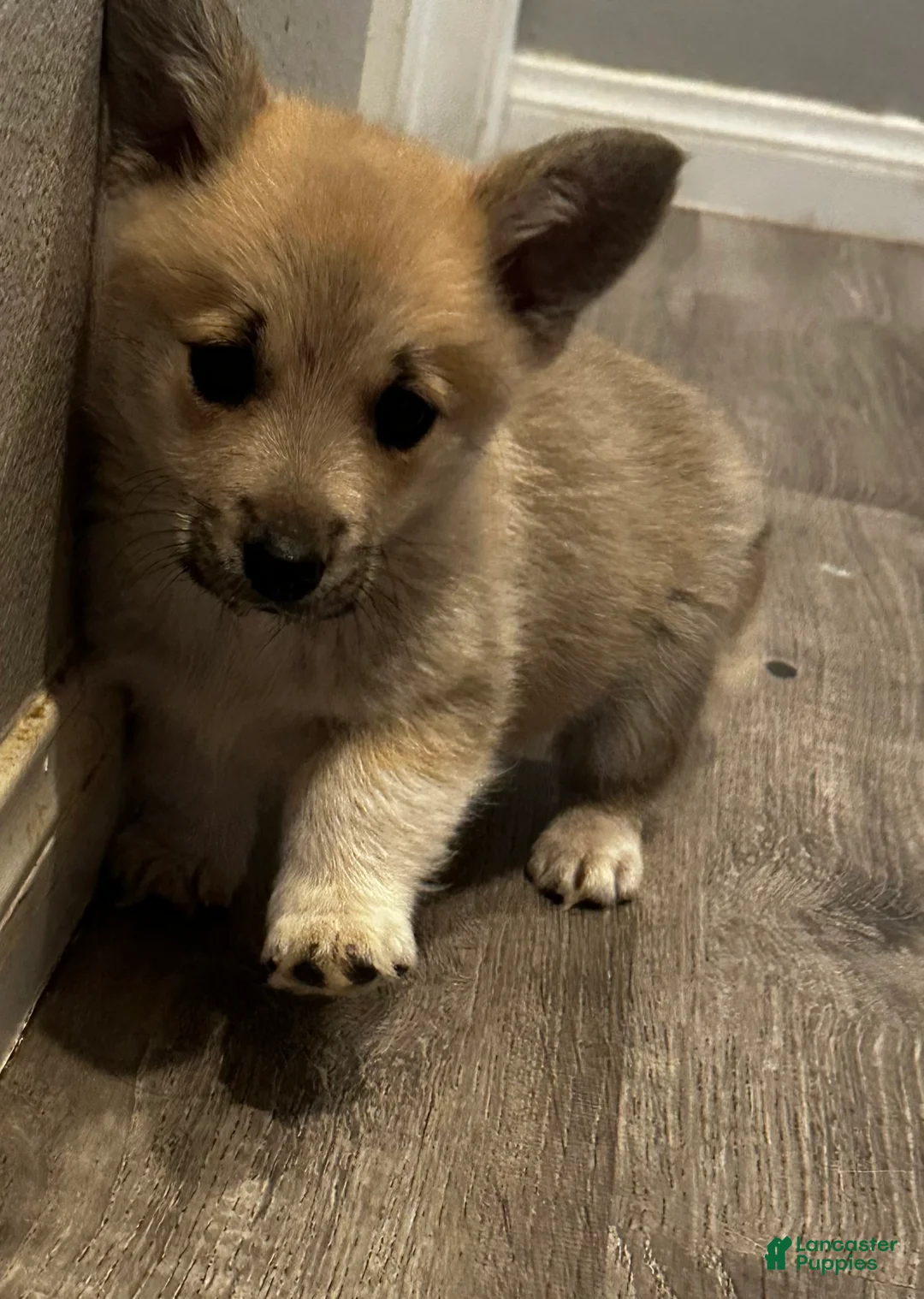 Welsh Corgi Pembroke dogs for sale: Welsh Corgi Pembroke Puppy 2 - Ad 2
