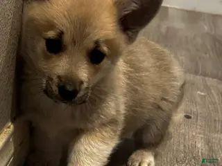 Welsh Corgi Pembroke dogs Welsh Corgi Pembroke Puppy 2 - Ad 11