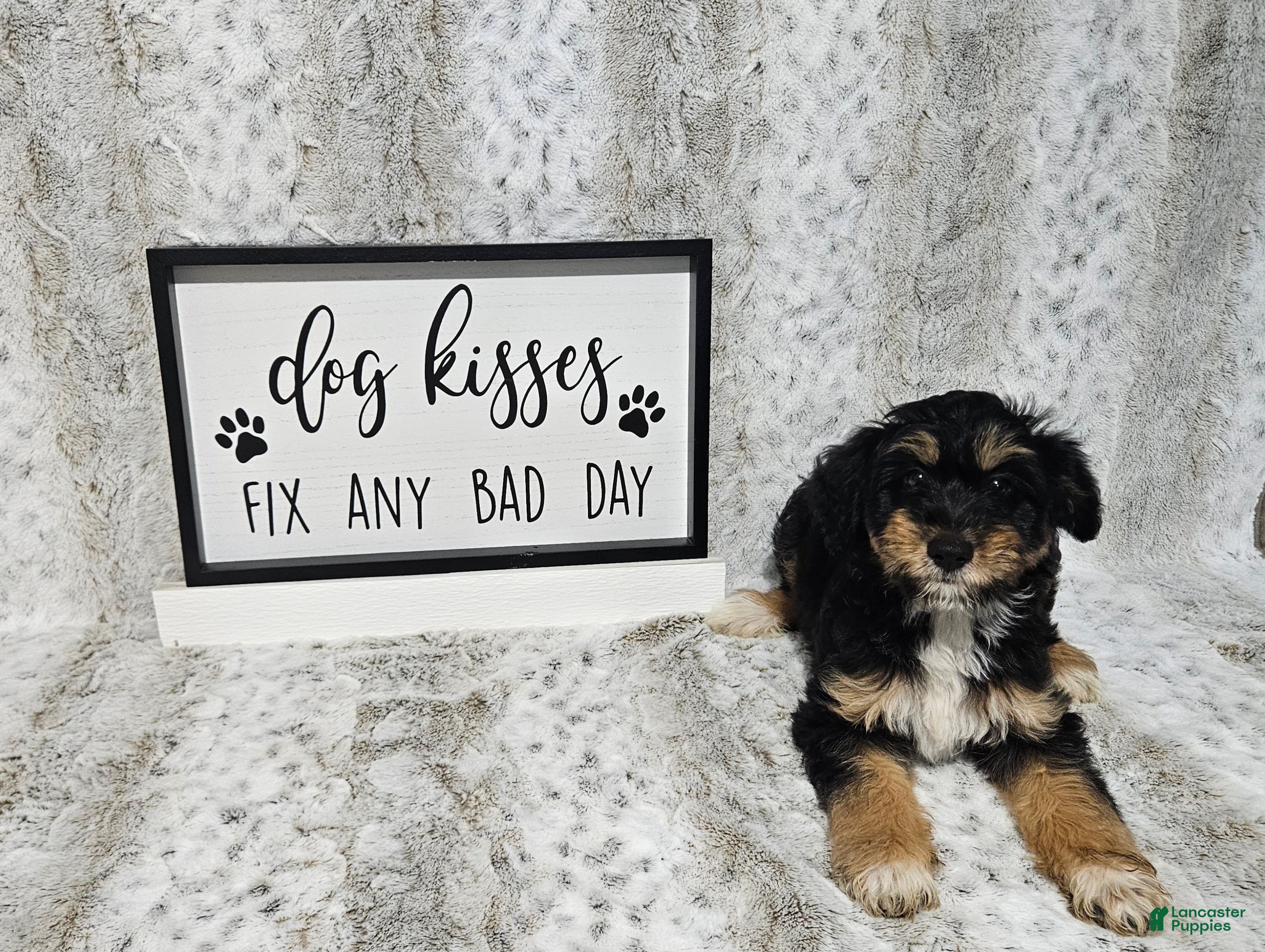 Mini Aussiedoodle dogs F1 Blackberry - Ad 37