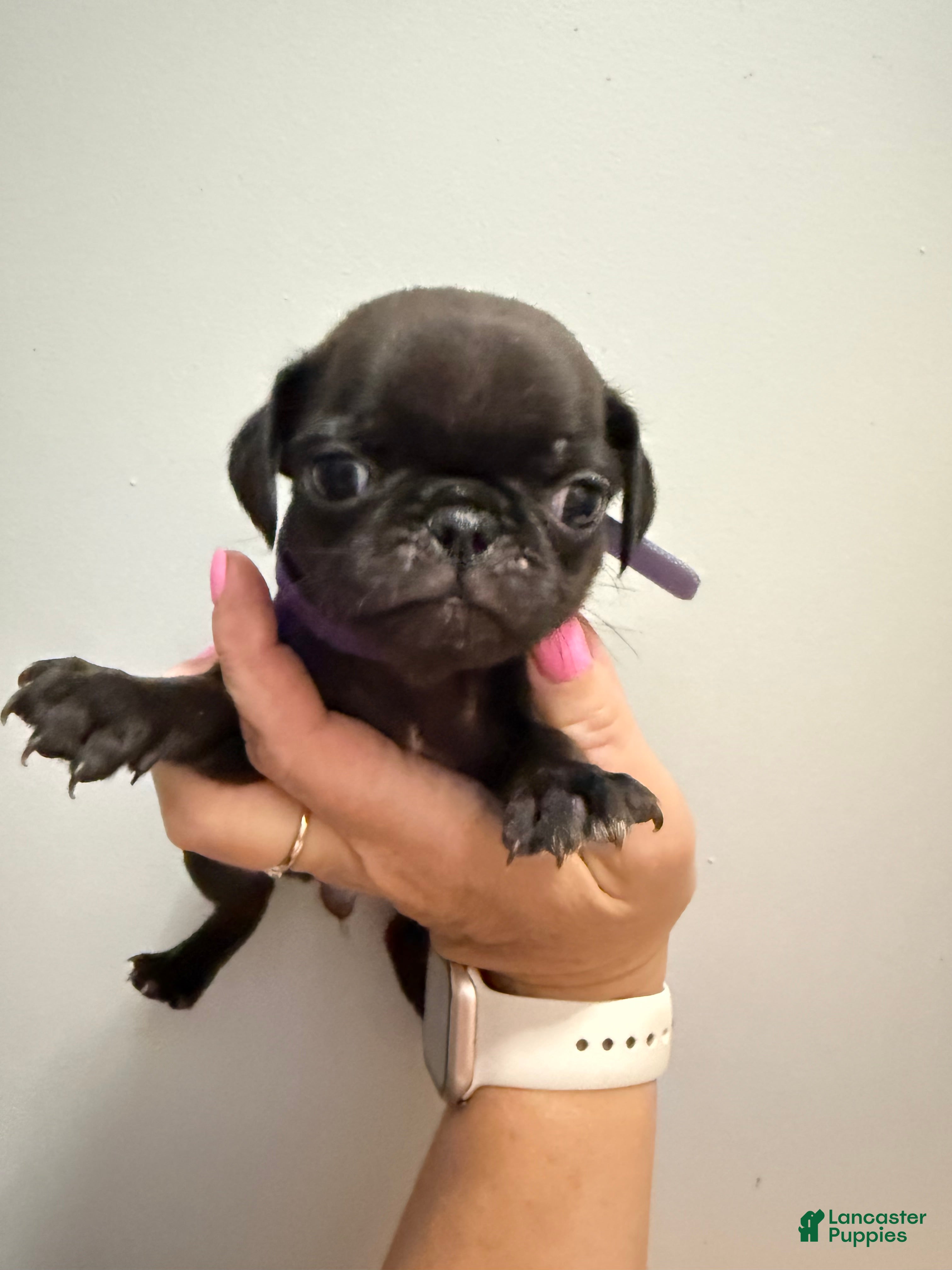 Pug dogs for sale: Purple - Ad 2