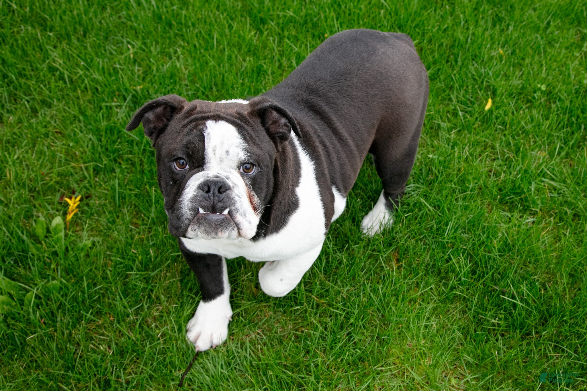 Mixed Breed dogs Troy - Ad 2