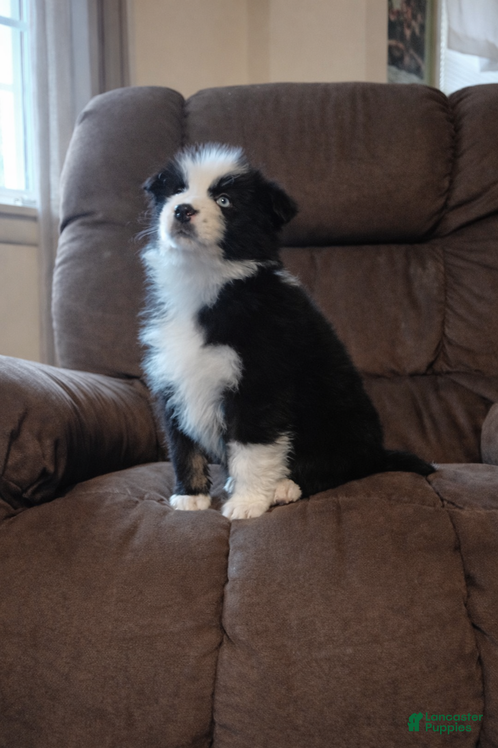 Australian Shepherd dogs Dakota - Ad 2