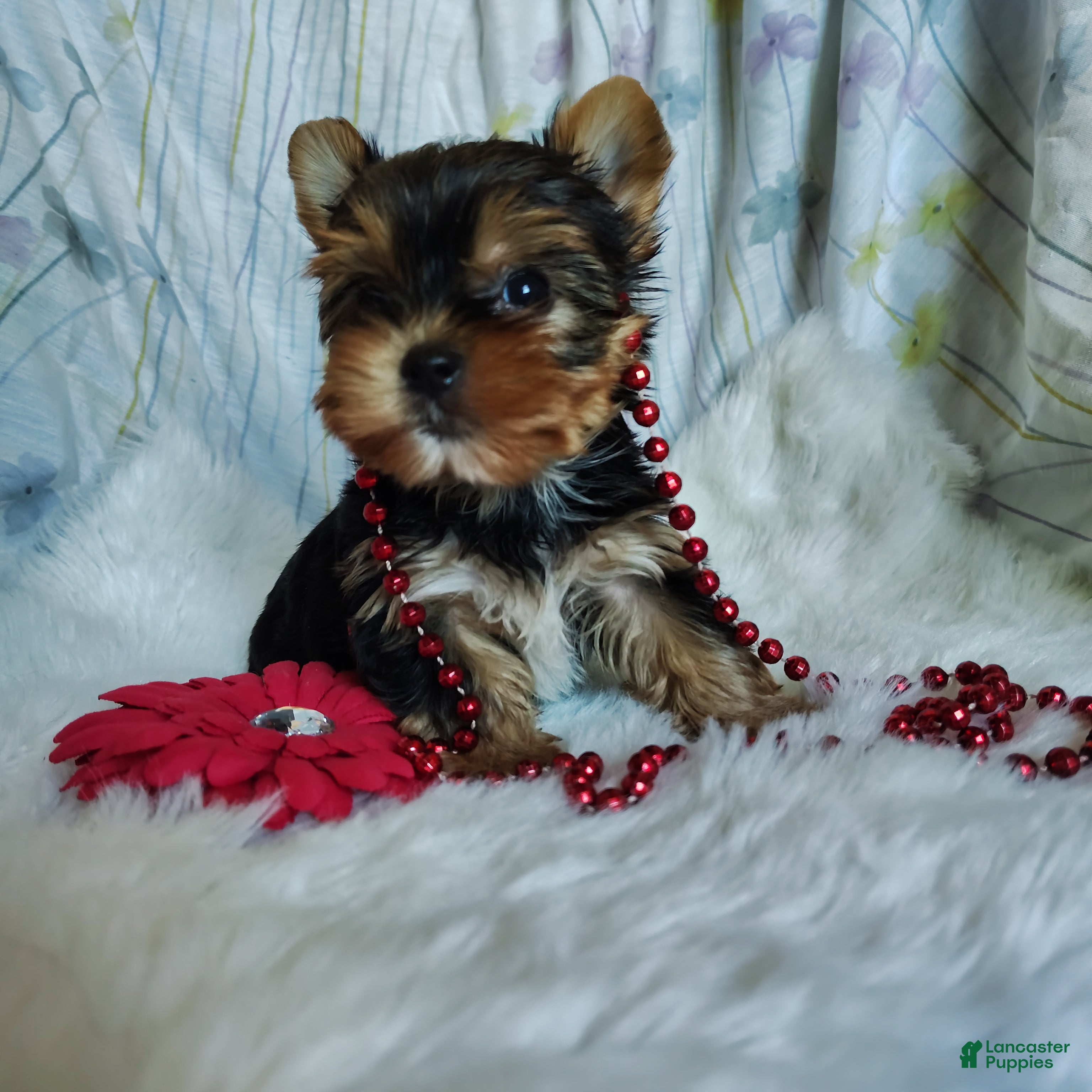Yorkshire Terrier dogs Jemma - Ad 1