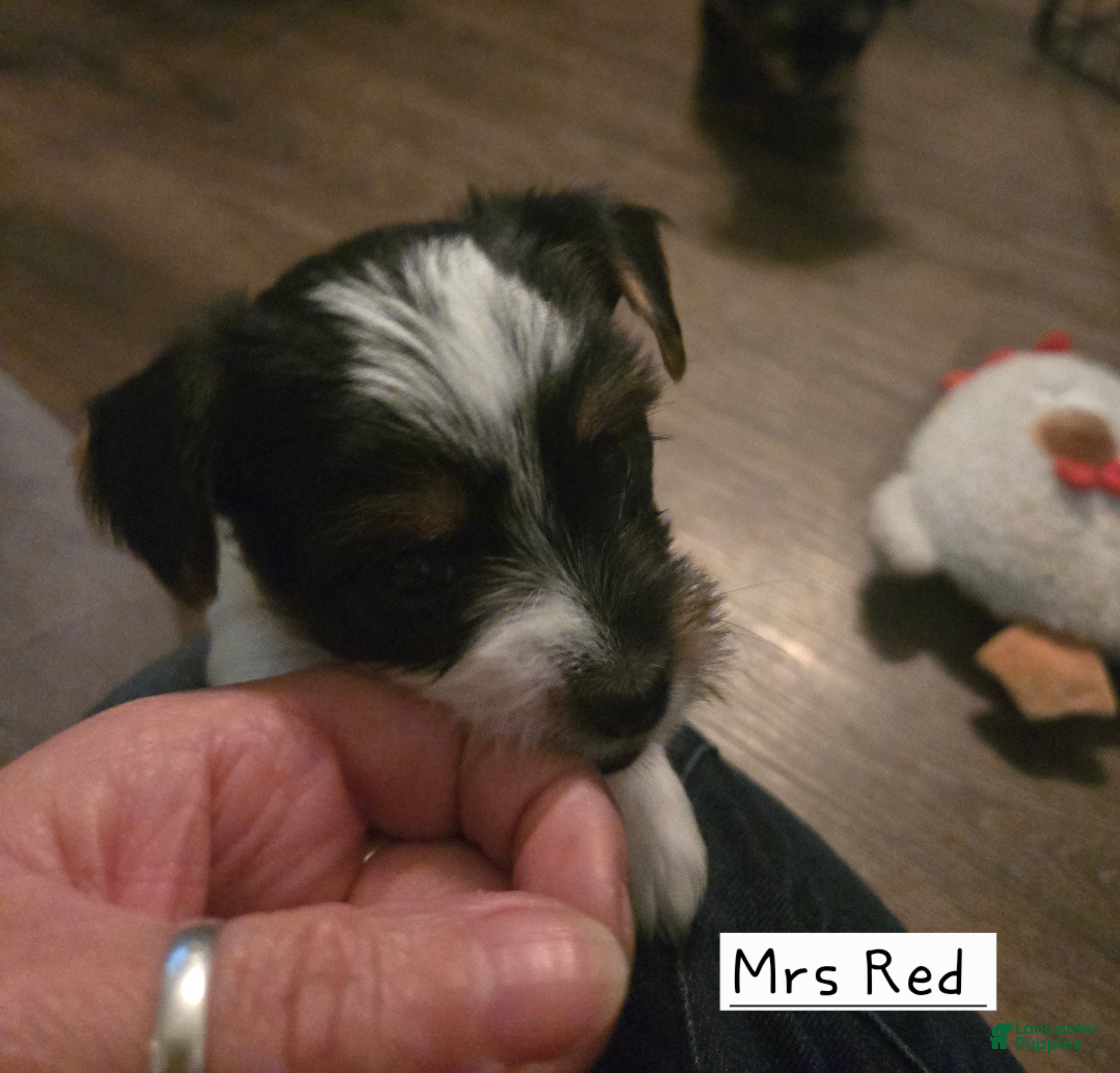 Yorkshire Terrier dogs Yorkshire Terrier Puppy 3 - Ad 2