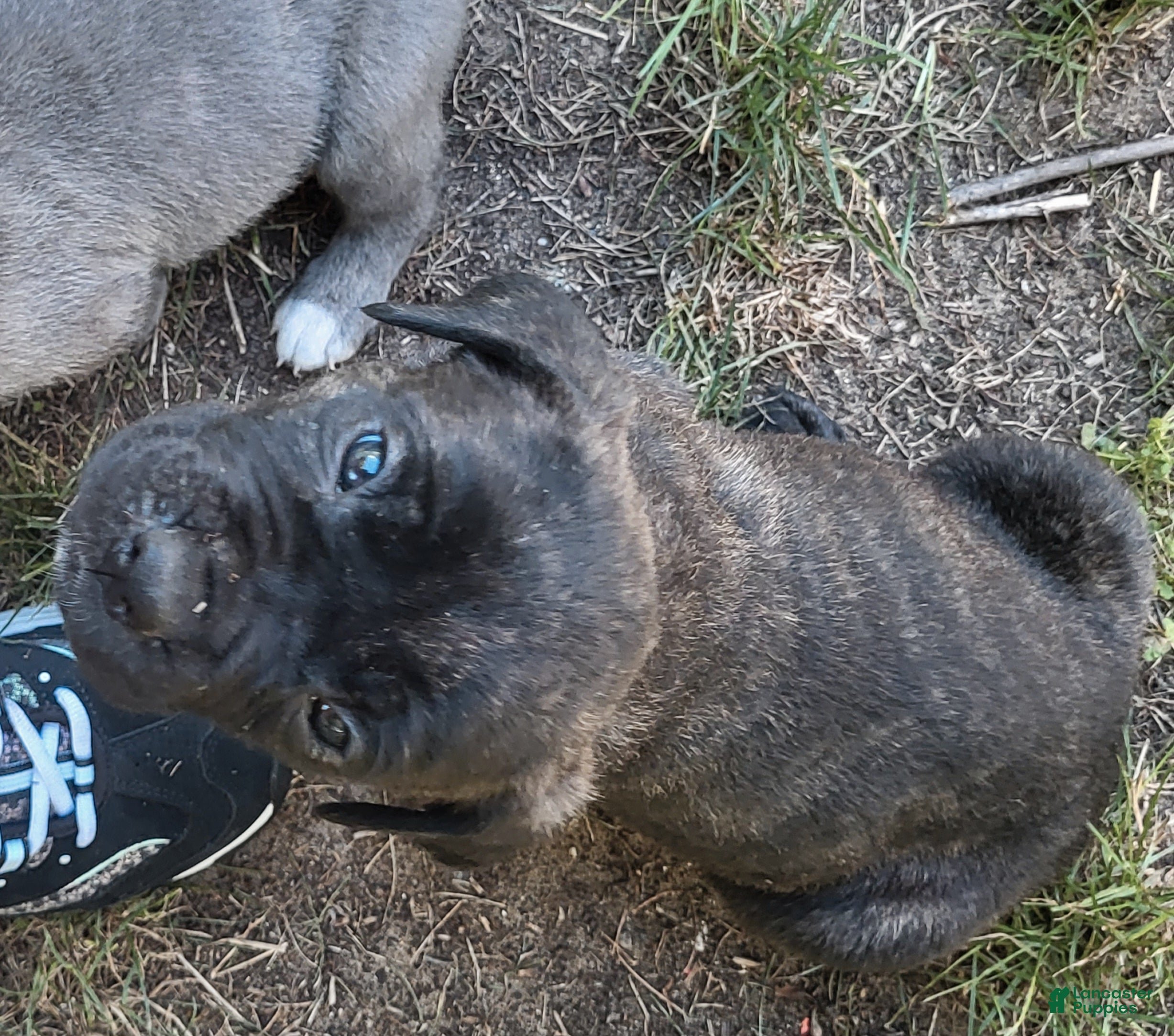 Cane Corso dogs Cane Corso 5 - Ad 35