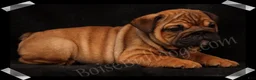 English Bulldog dogs for sale: Raven (F) - Ad 11
