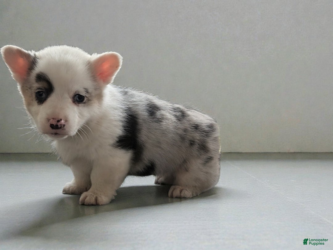 American Corgi dogs for sale: Josie - Ad 3