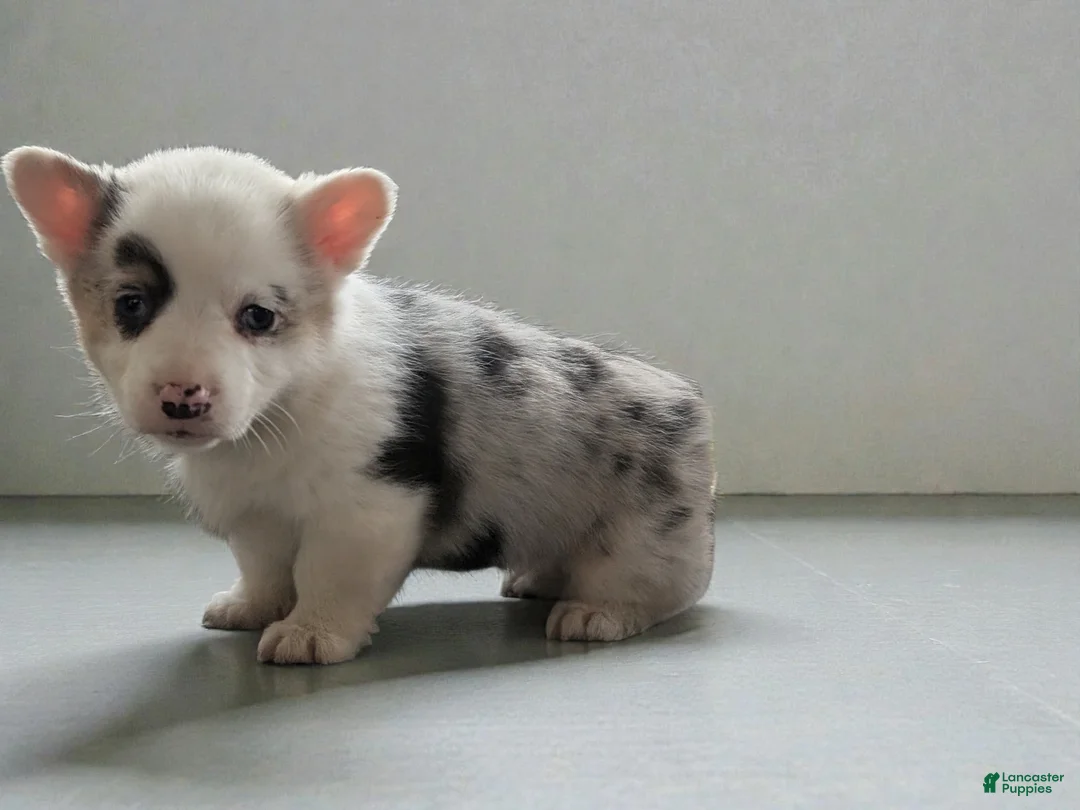 American Corgi dogs for sale: Josie - Ad 3