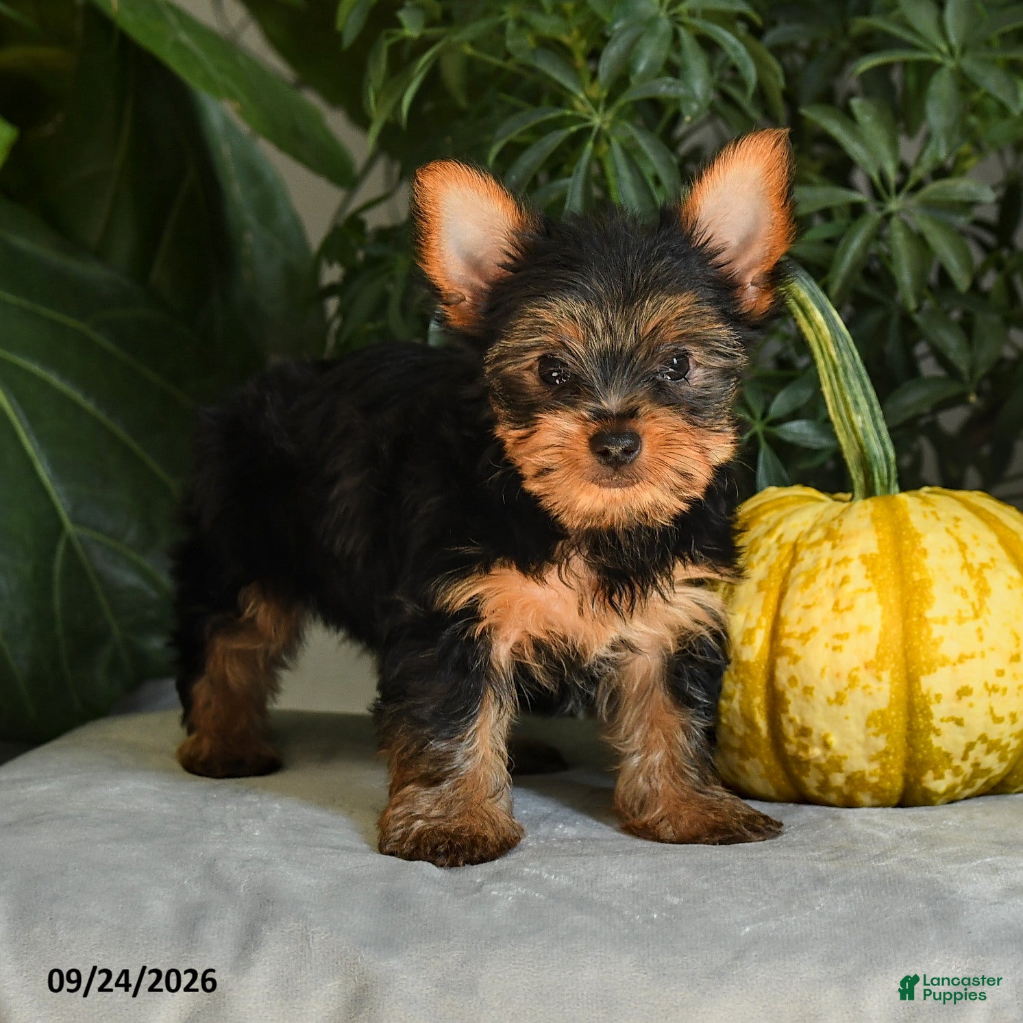 Yorkshire Terrier dogs Josie - Ad 2