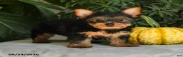 Yorkshire Terrier dogs for sale: Josie - Ad 2