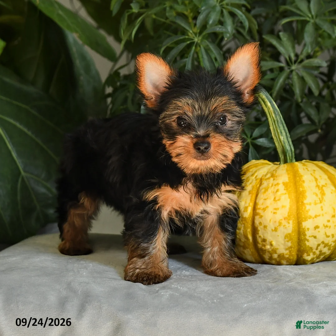 Yorkshire Terrier dogs for sale: Josie - Ad 2