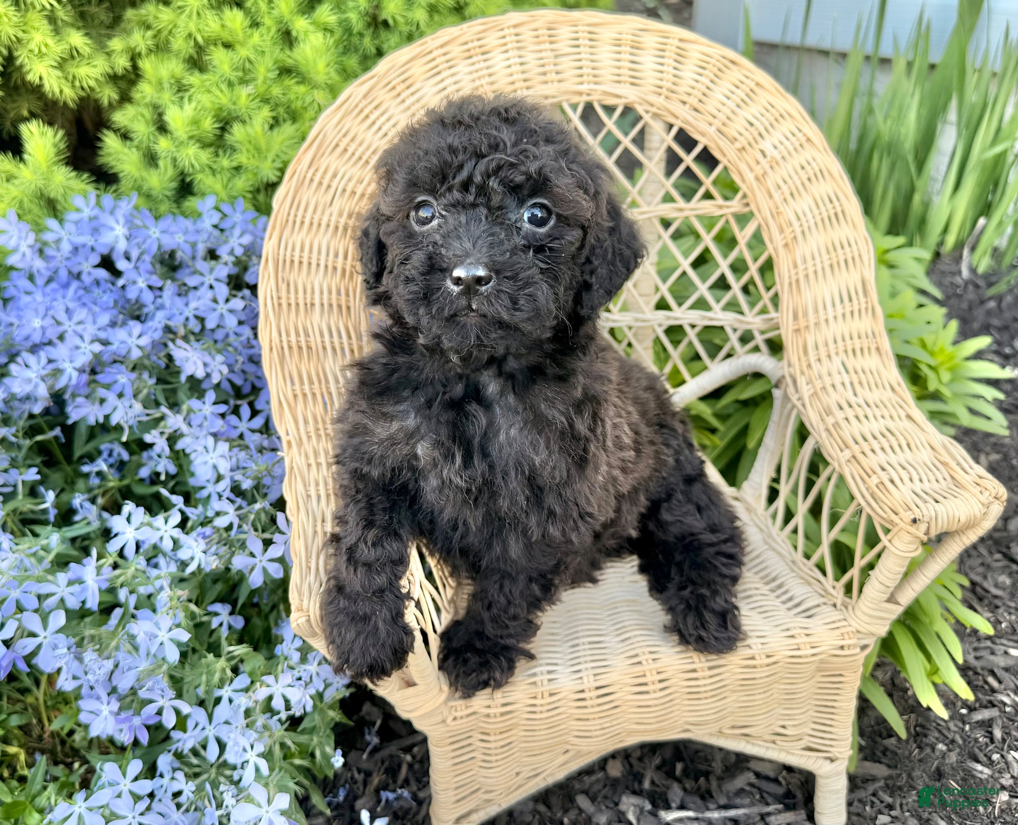 Shihpoo dogs Ripple - Ad 2