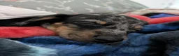 Dachshund dogs for sale: Dasher - Ad 4