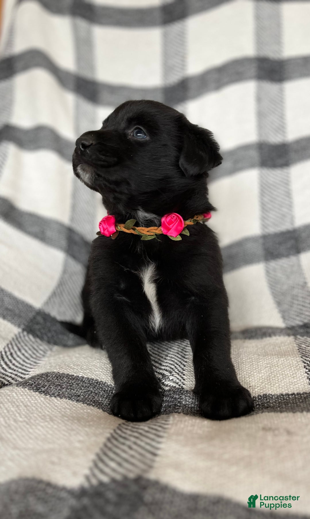 Mixed Breed dogs for sale: Cheyenne  - Ad 3