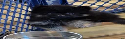Pomeranian dogs for sale: Akc Bear  - Ad 2