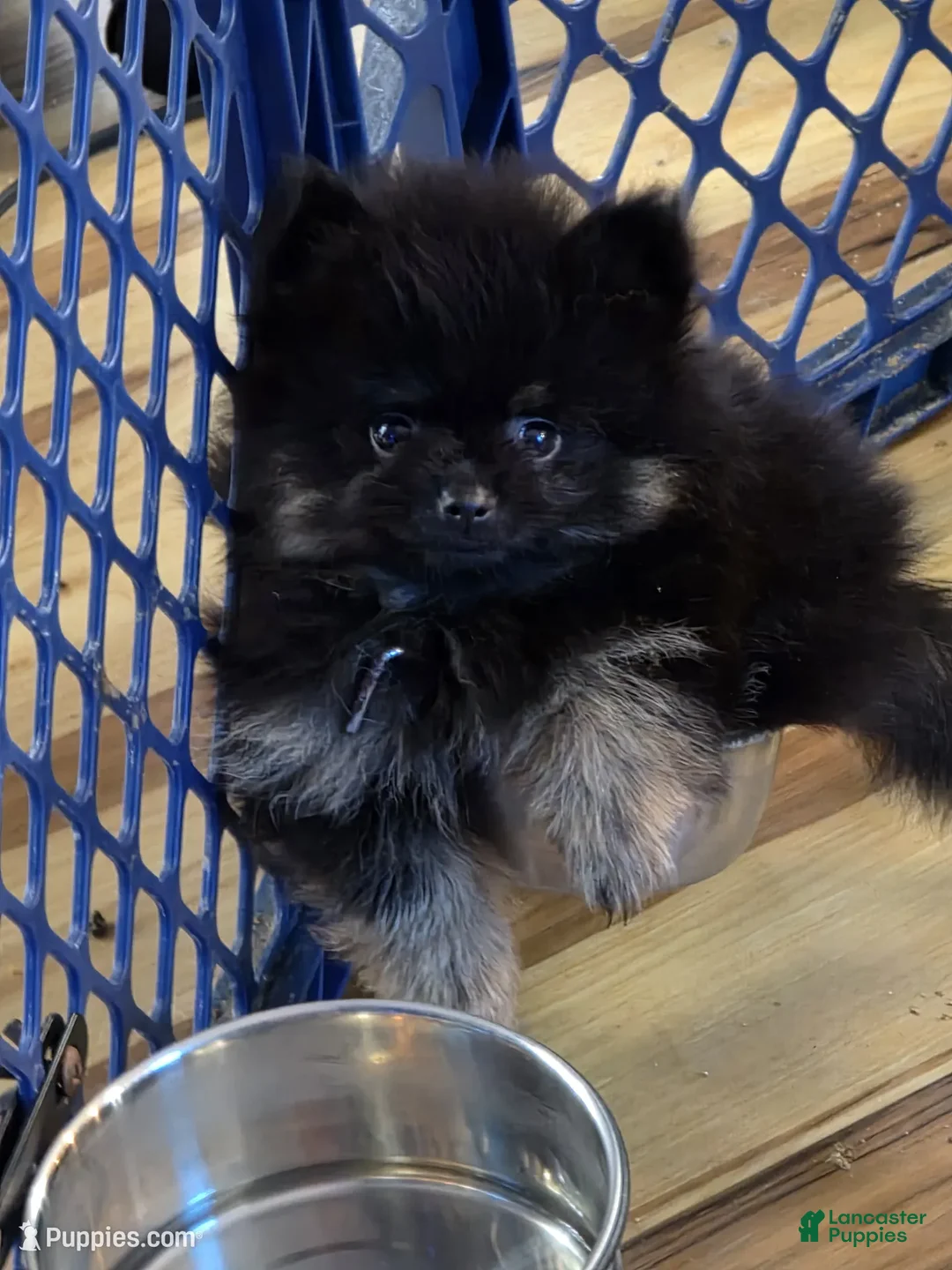 Pomeranian dogs for sale: Akc Bear  - Ad 2