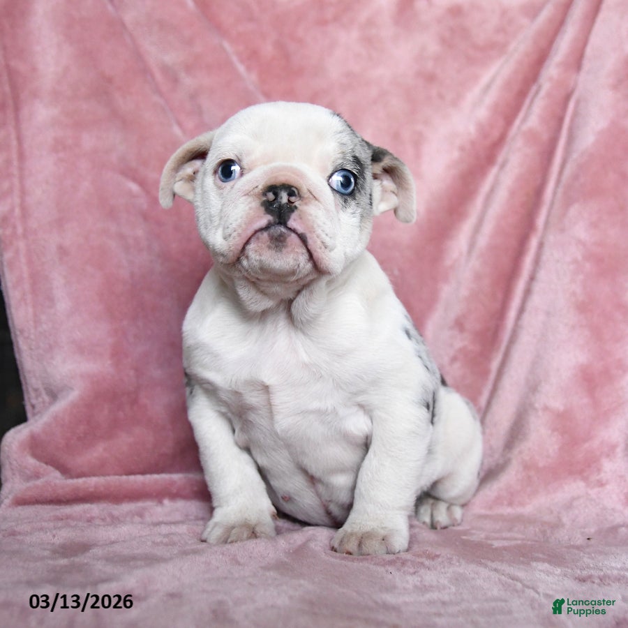 English Bulldog dogs Pearl - Ad 2