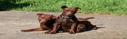 Patterdale Terrier dogs for sale: Patterdale Terrier 1 - Ad 7