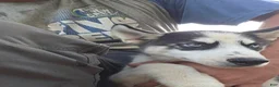 Siberian Husky dogs for sale: Siberian Husky 1 - Ad 2