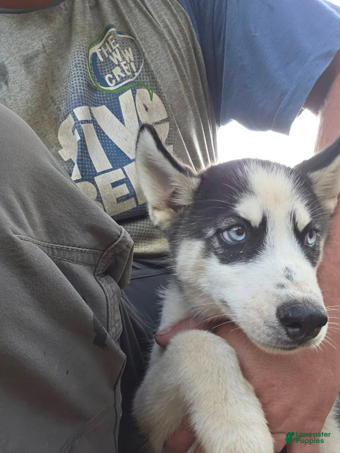 Siberian Husky dogs for sale: Siberian Husky 1 - Ad 2