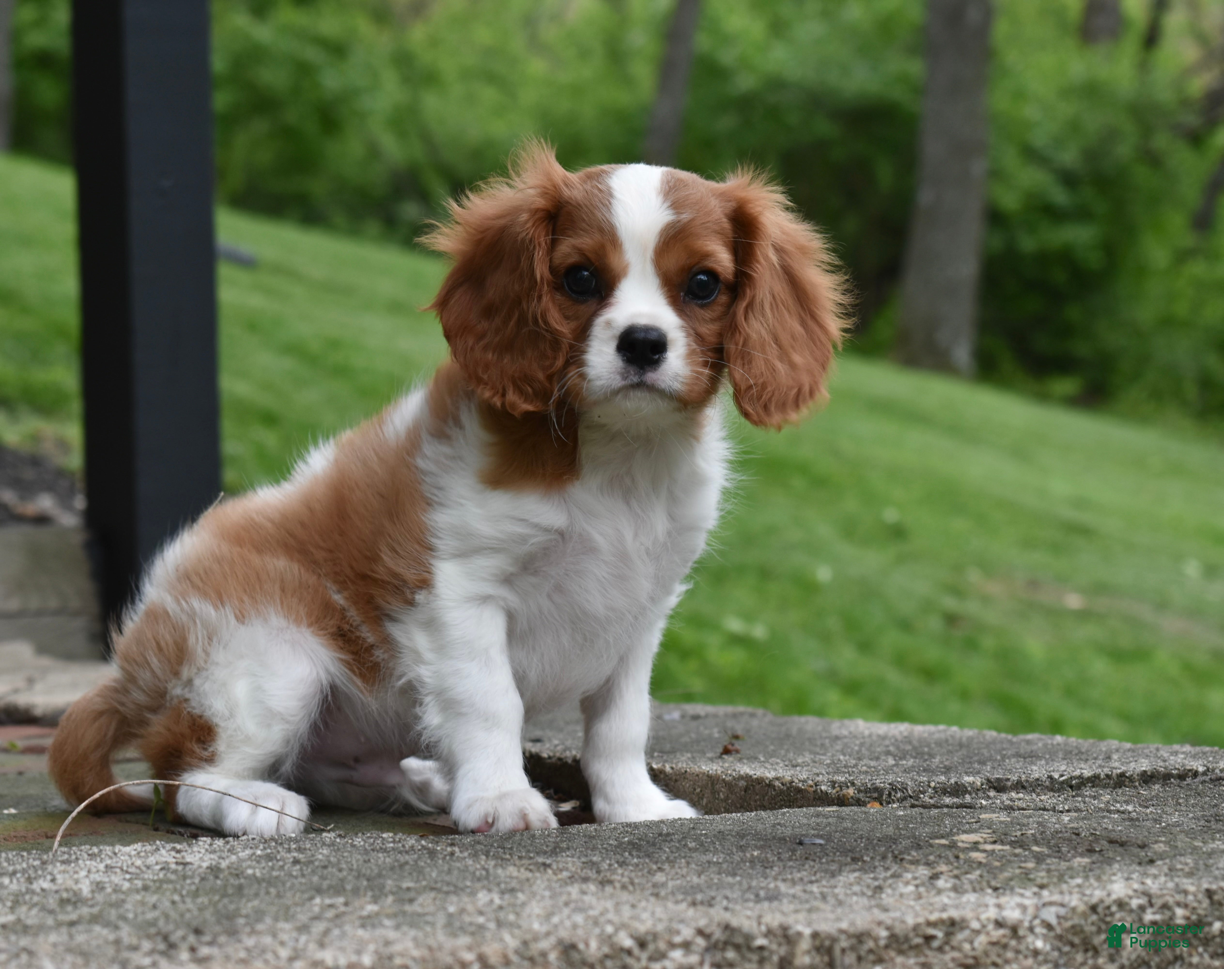 Cavalier King Charles Spaniel dogs Romeo  - Ad 12