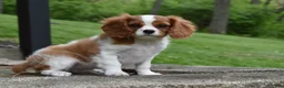Cavalier King Charles Spaniel dogs for sale: Romeo  - Ad 1