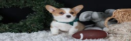 Welsh Corgi Pembroke dogs for sale: Hunter - Ad 4