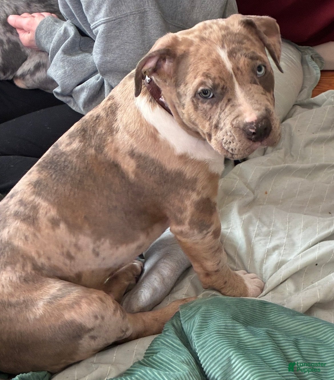 American Bully dogs Chase - Ad 1