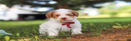 Yorkiepoo dogs for sale: Jackson - Ad 5