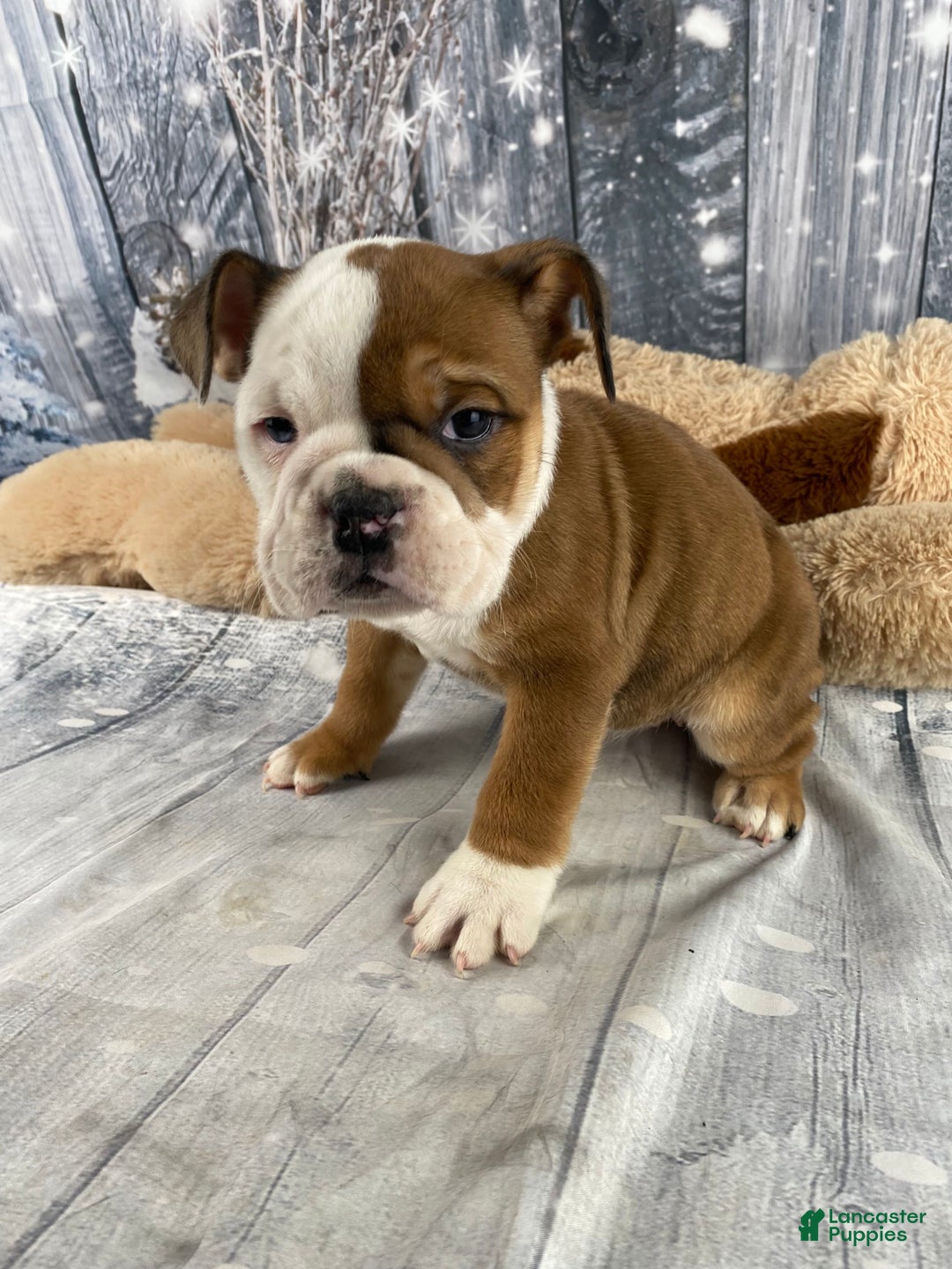 English Bulldog dogs for sale: Nora - Ad 16