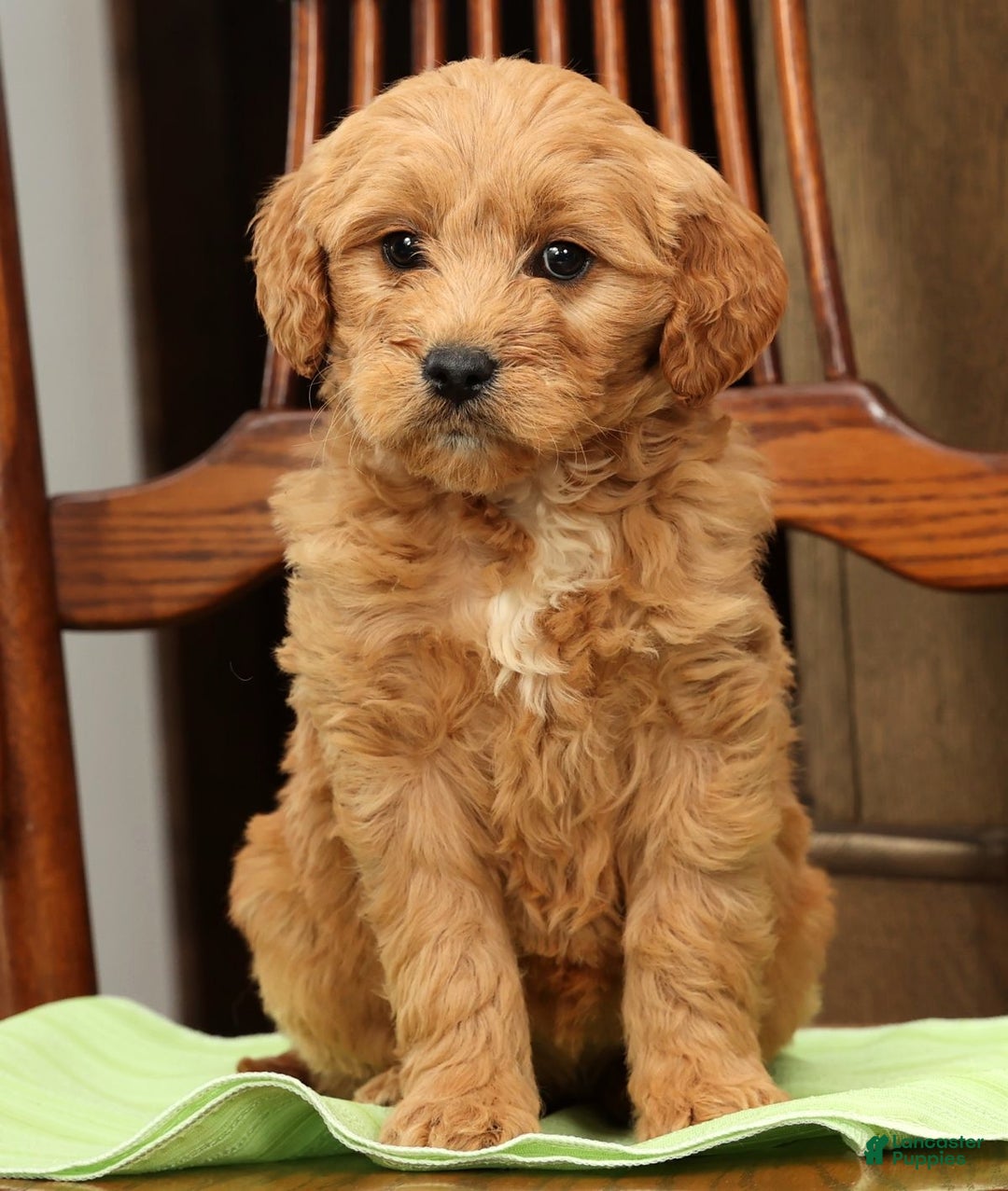 Mini Goldendoodle dogs for sale: Paisley - Ad 6