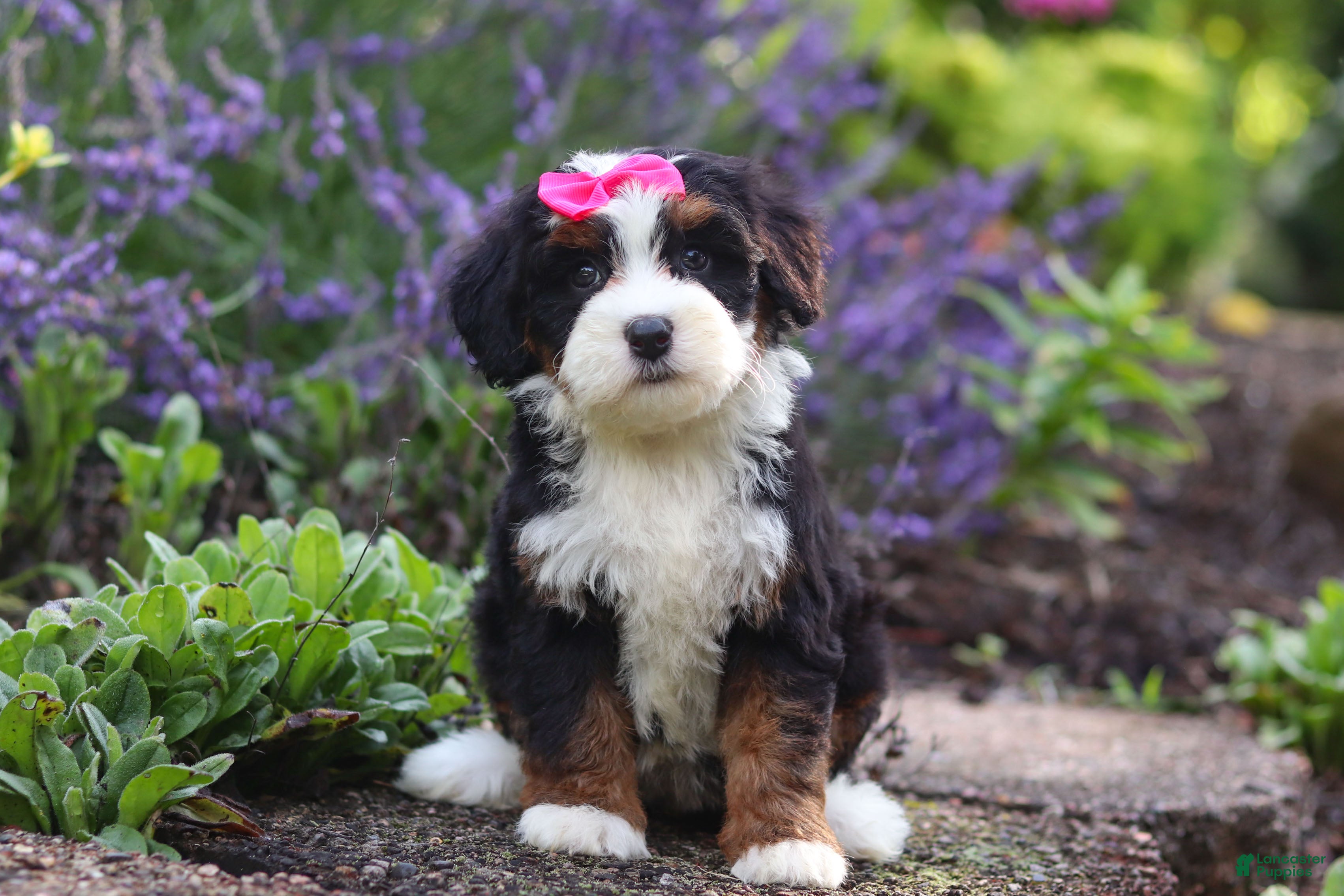 Mini Bernedoodle dogs Juniper - Ad 2