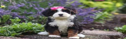 Mini Bernedoodle dogs for sale: Juniper - Ad 2