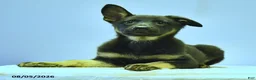 German Shepherd dogs for sale: Fable - Ad 8