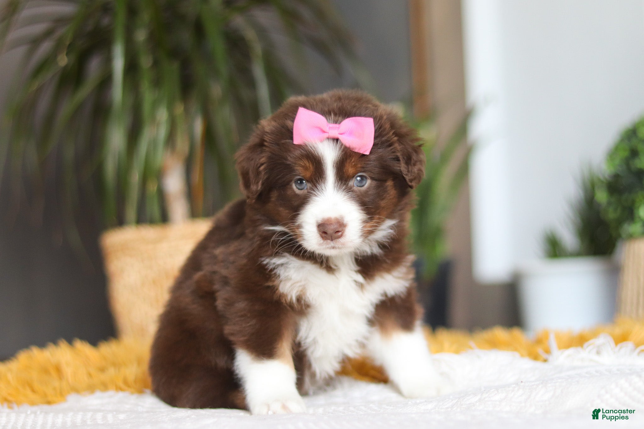 Australian Shepherd dogs Digger - Ad 2