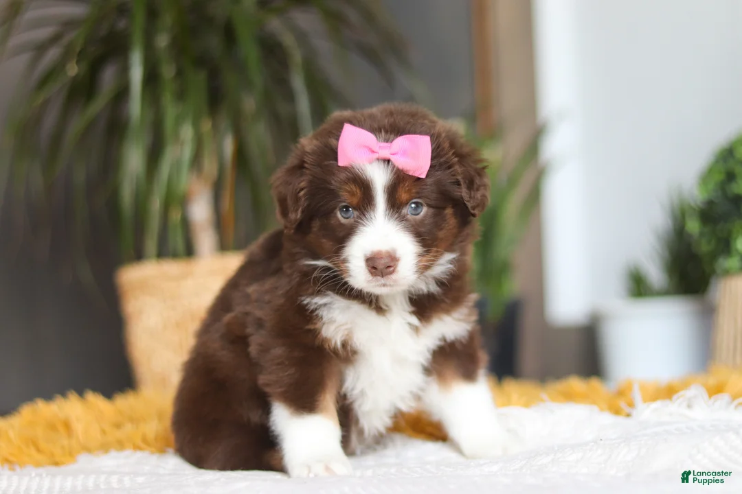 Australian Shepherd dogs for sale: Digger - Ad 2
