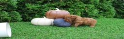 Toy Poodle dogs for sale: AKC Enzo(tiny) - Ad 7