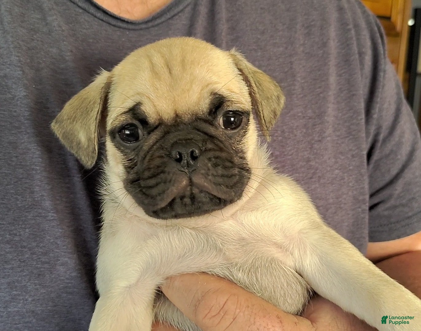 Pug dogs for sale: Logan - Ad 36