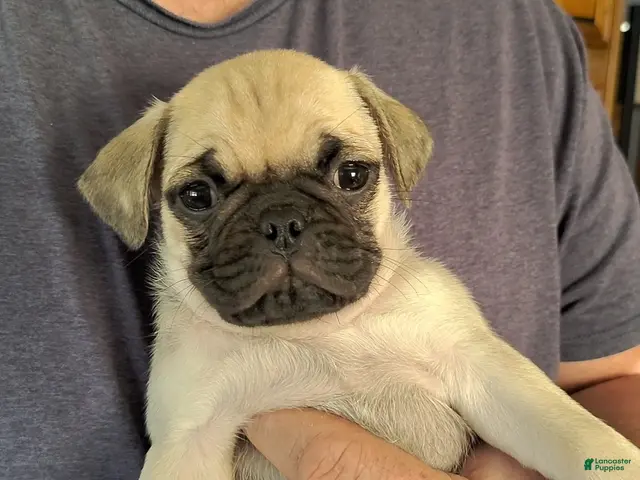 Pug dogs for sale: Logan - Ad 6