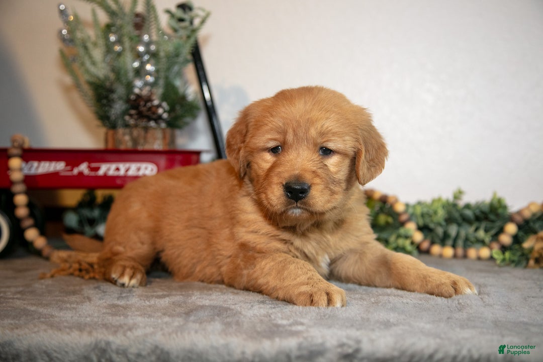 Golden Retriever dogs for sale: Faye - Ad 2