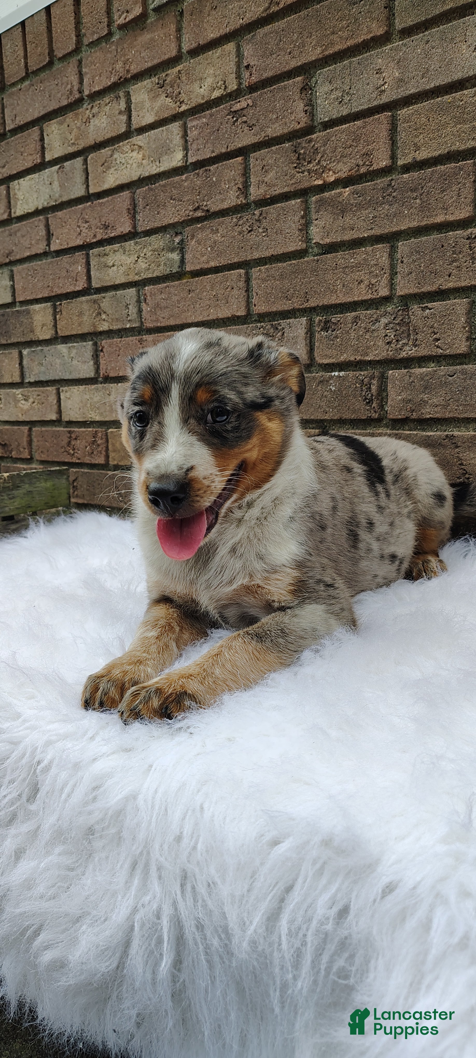 Mixed Breed dogs Luna - Ad 2