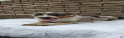 Mixed Breed dogs for sale: Luna - Ad 2