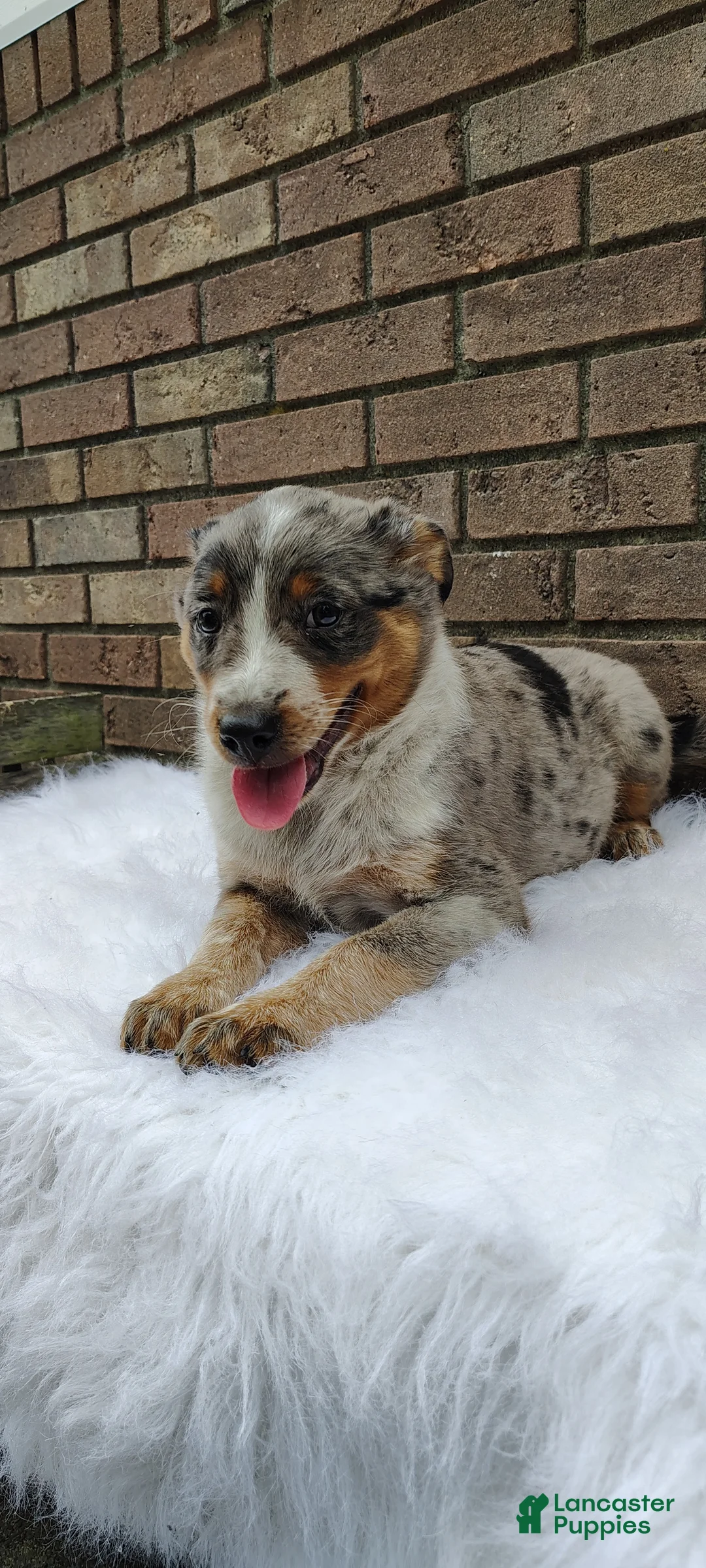 Mixed Breed dogs for sale: Luna - Ad 2