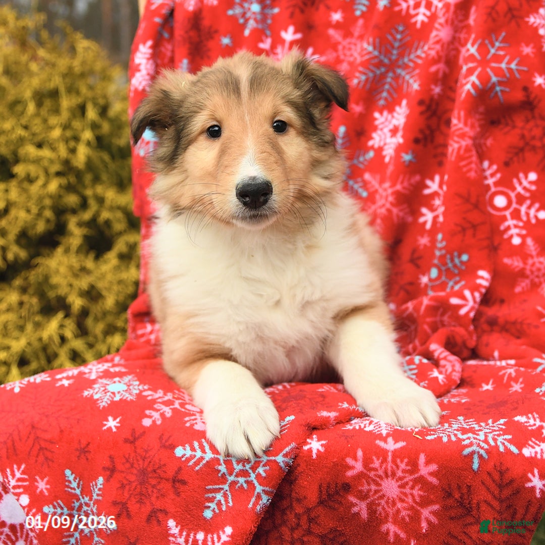 Collie dogs for sale: Iris - Ad 3