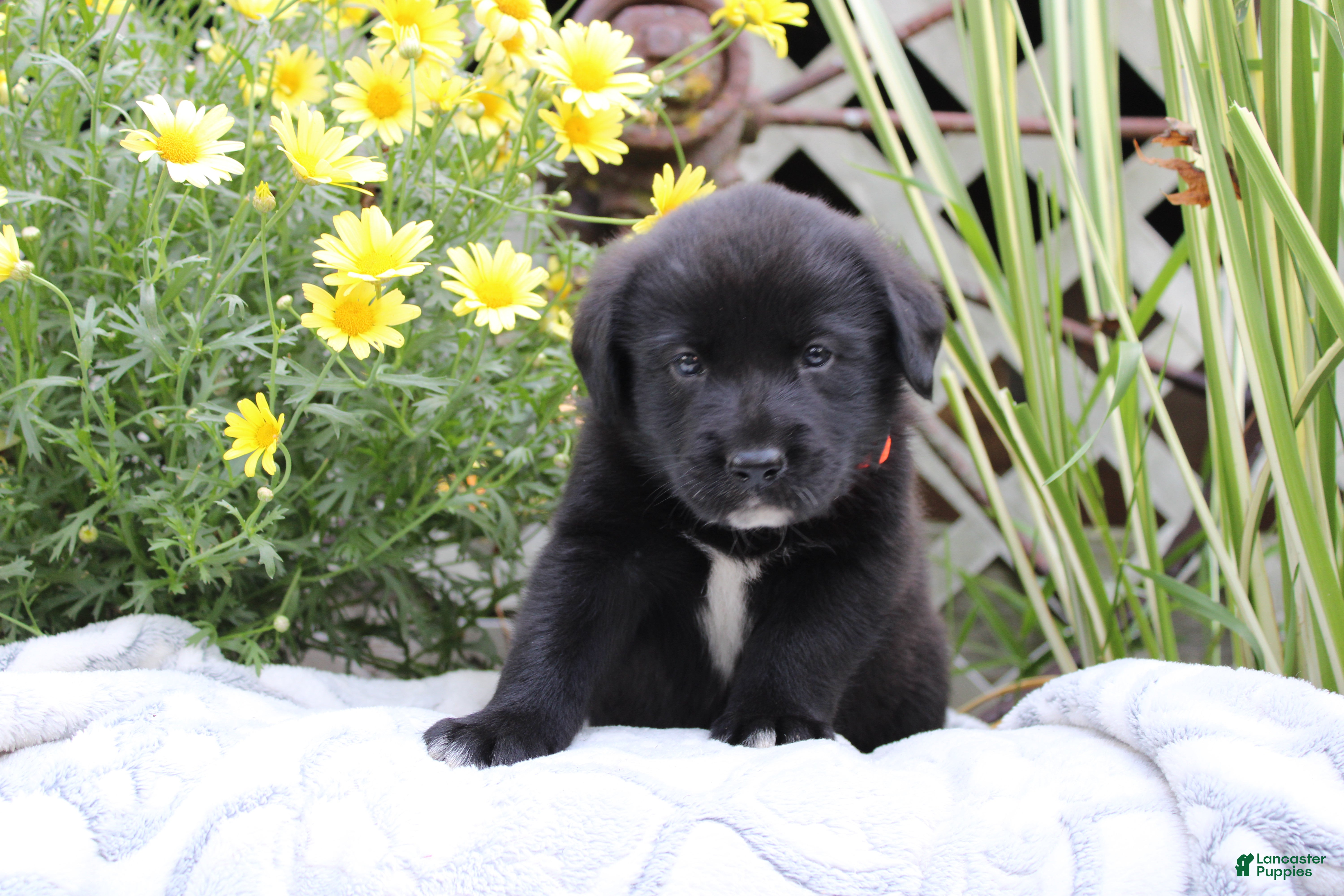 Labrador Retriever dogs Charlie - Ad 2