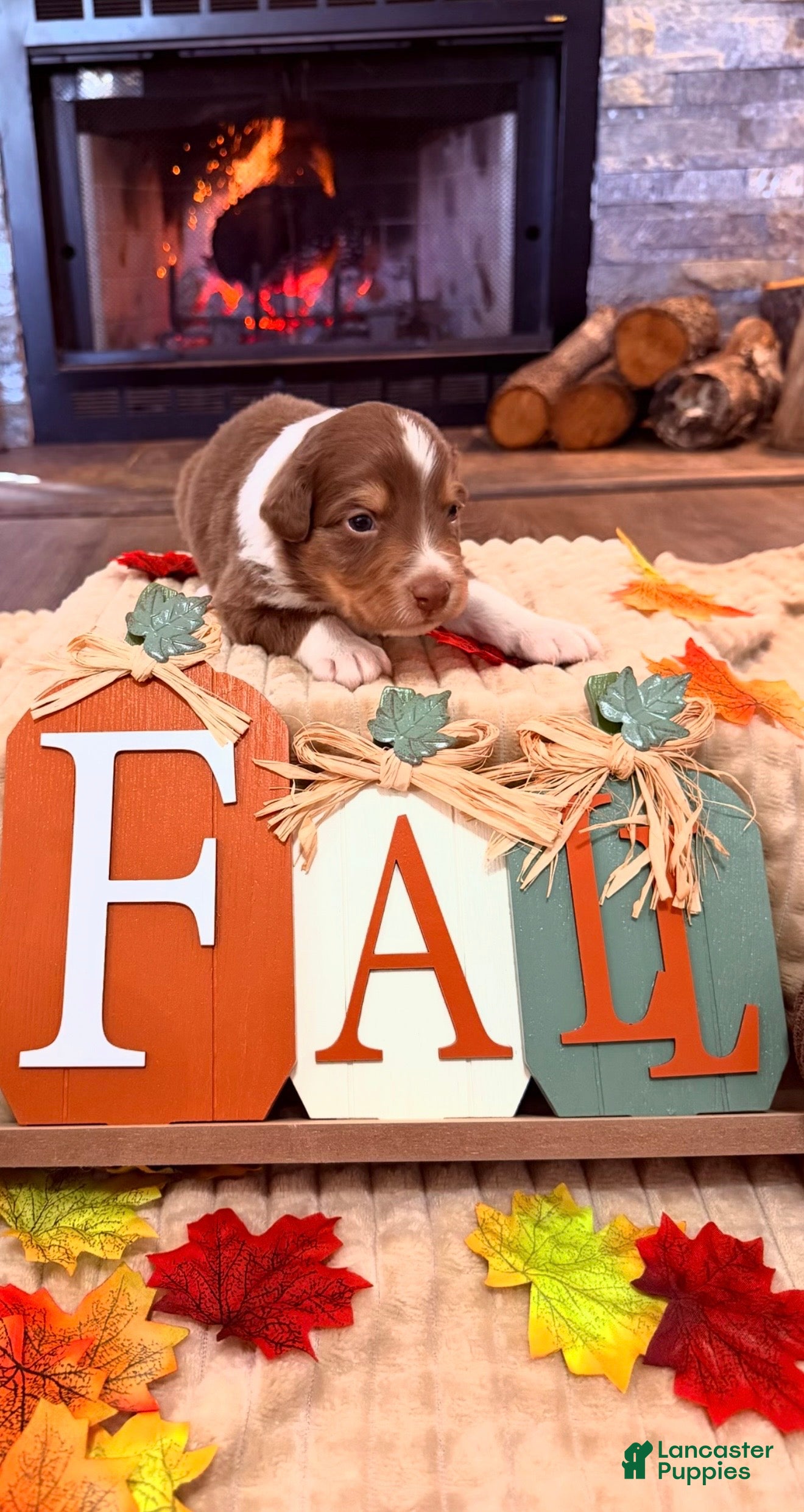 Australian Shepherd dogs for sale: Australian Shepherd 2  - Ad 24