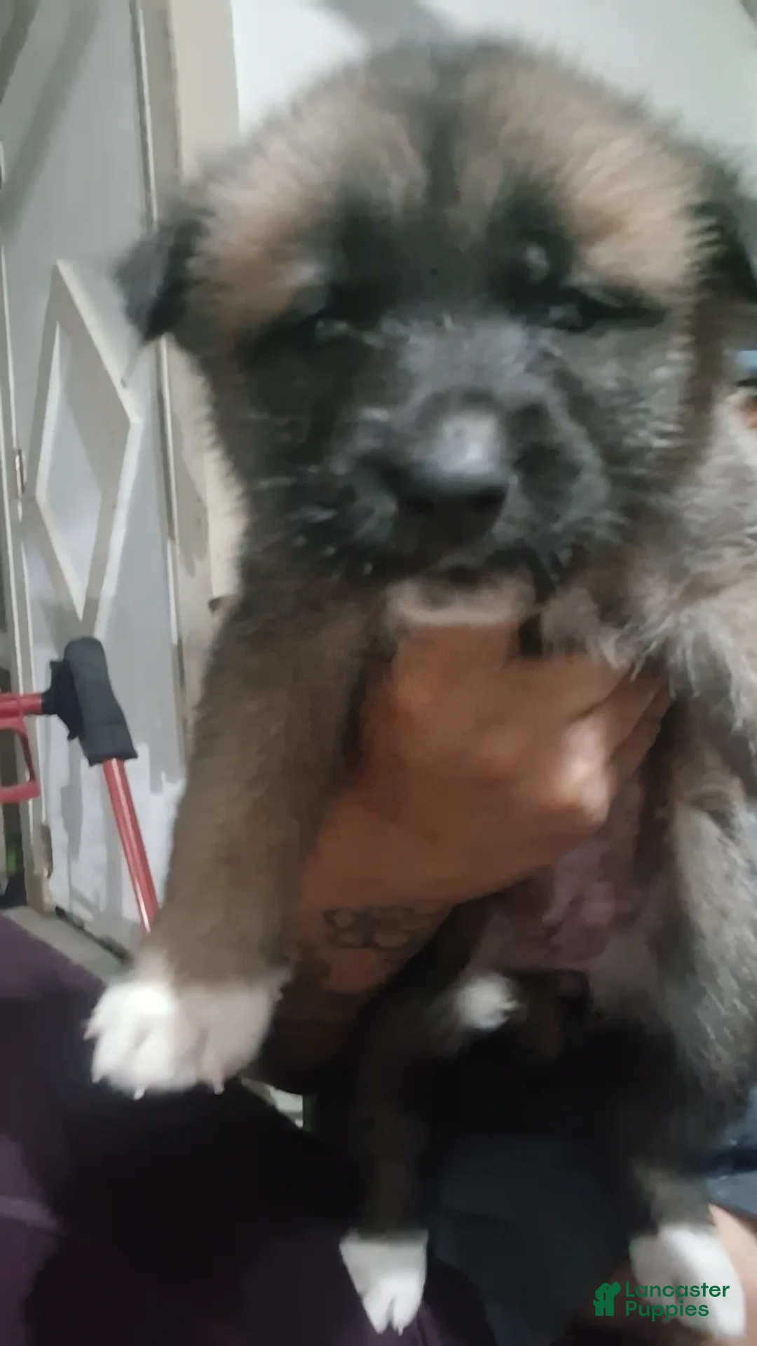 Mixed Breed dogs for sale: Mixed Breed Puppy 2 - Ad 1