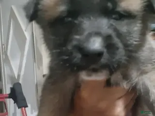 Mixed Breed dogs Mixed Breed Puppy 2 - Ad 5