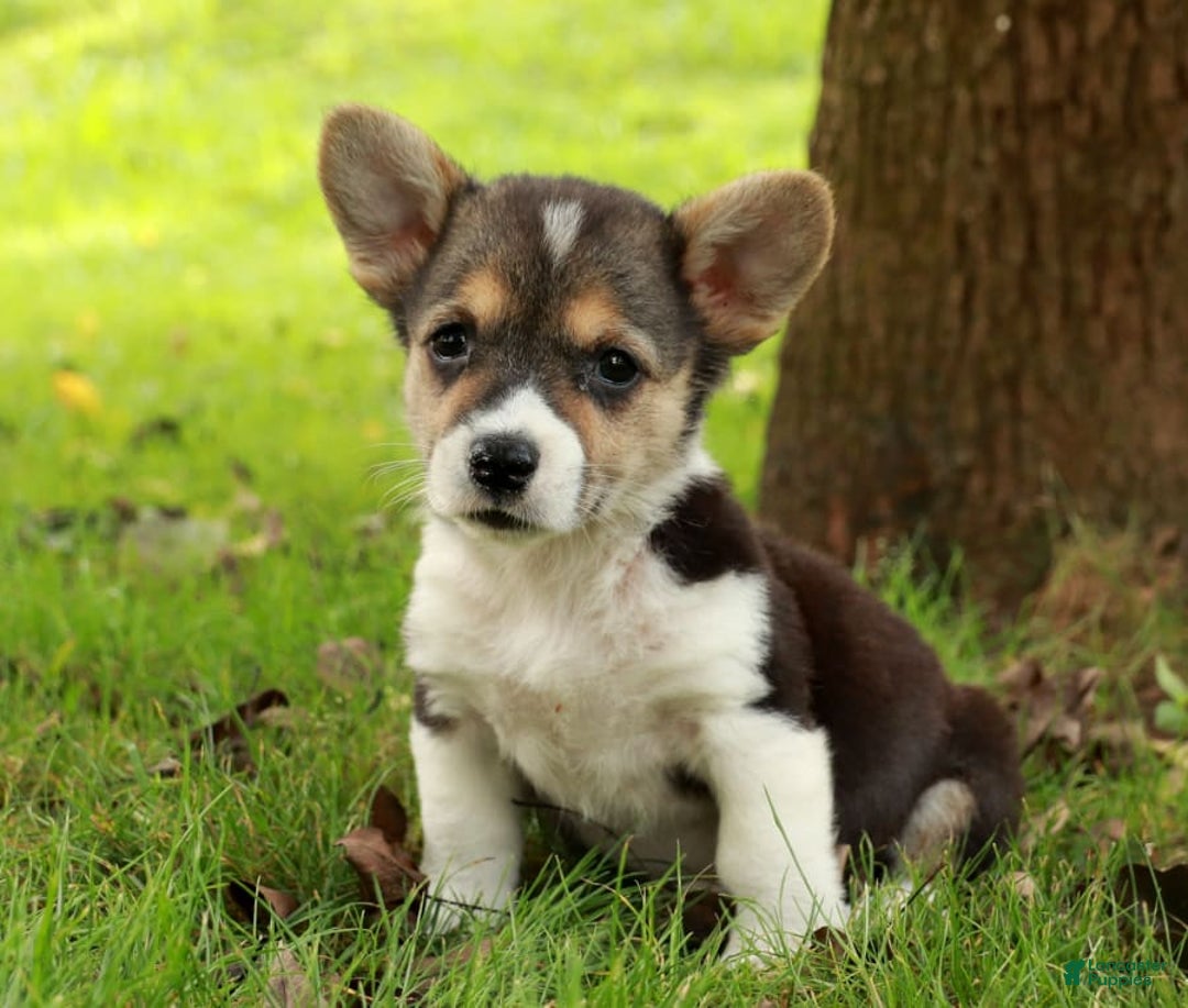 Gallery Image {{count}}